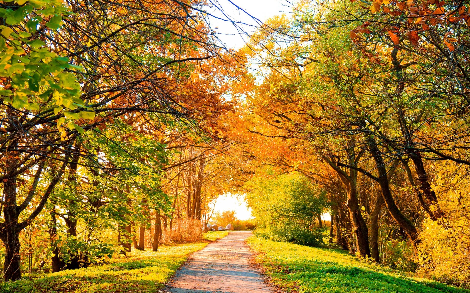 A serene autumn path lined with vibrant trees in fall colors, creating a tranquil atmosphere for nature lovers. This HD desktop wallpaper captures the beauty of the season.