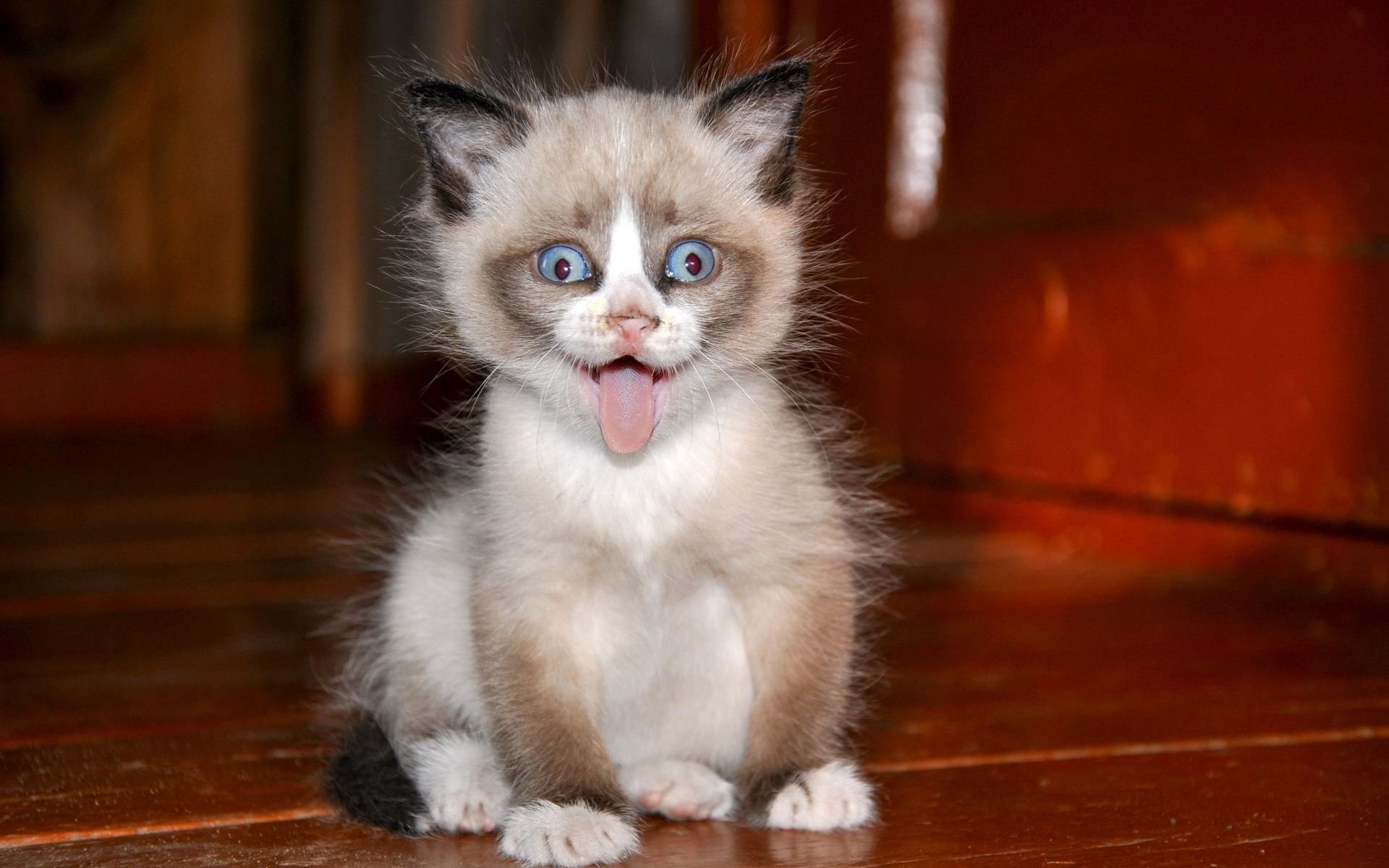 A cute, fluffy cat with striking blue eyes and a playful expression, sitting on a wooden floor. This HD image works well as a desktop wallpaper or background.
