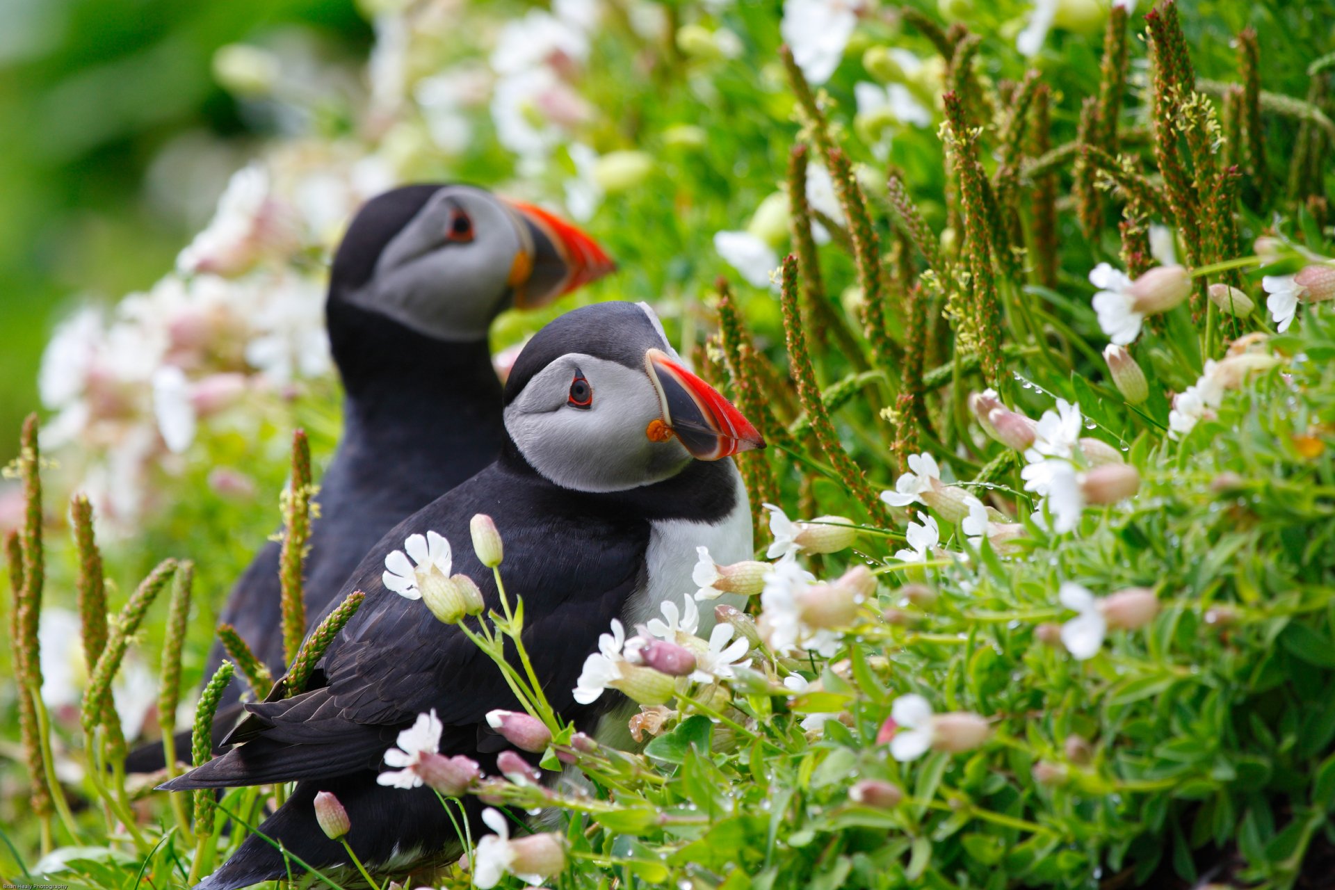 wild republic puffin
