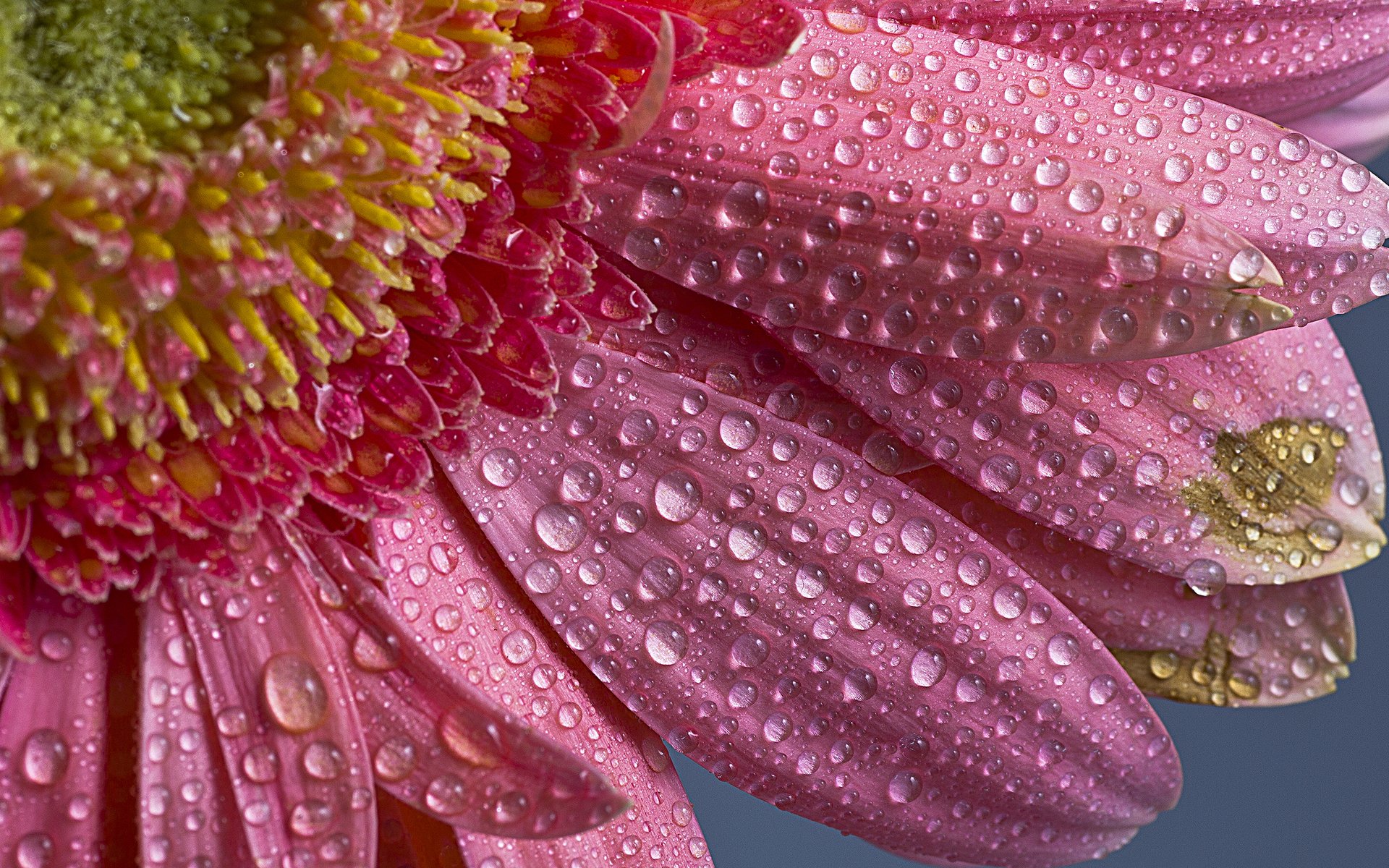 Close-up of a pink flower with dew drops on its petals, captured in HD for a vibrant nature-themed PC desktop wallpaper.