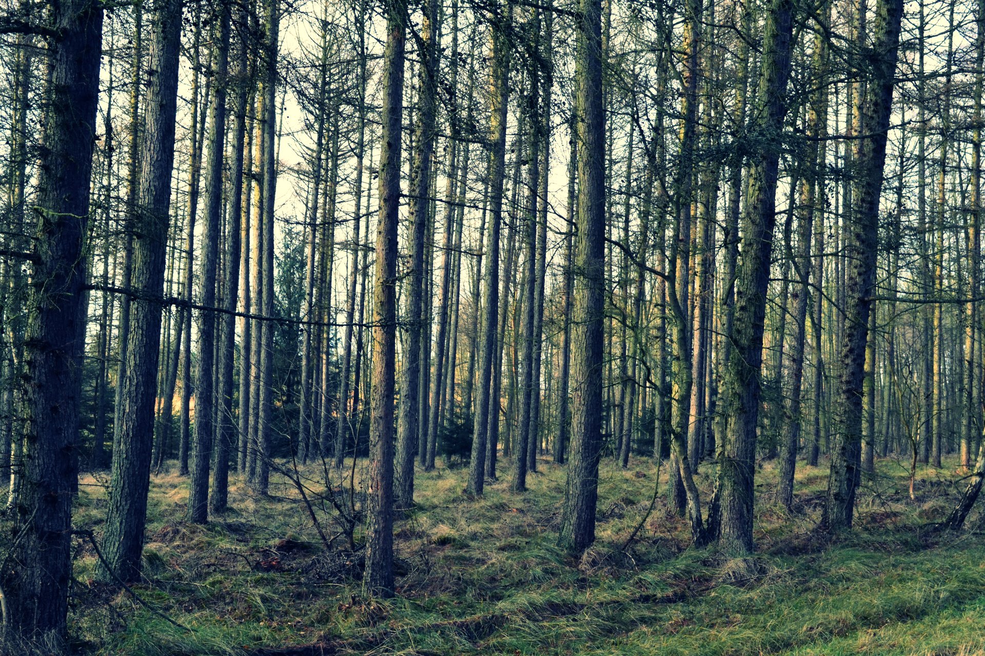 Download Tree Nature Forest 4k Ultra HD Wallpaper by Tidewarp