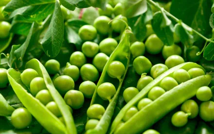 HD desktop wallpaper featuring close-up of fresh green pea pods and loose peas amidst vibrant green leaves.