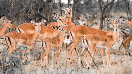 Impala Animal HD Desktop Wallpaper | Background Image