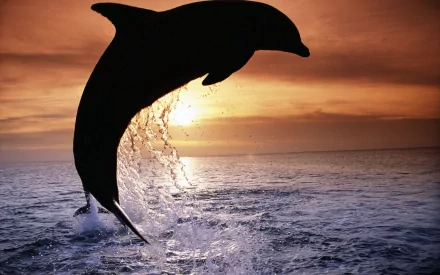 HD PC desktop wallpaper featuring a dolphin leaping out of the water at sunset, creating a striking silhouette against a colorful sky.