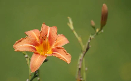 Orange daylily bloom against a soft green bokeh field, a nature scene rendered as an HD PC desktop wallpaper.