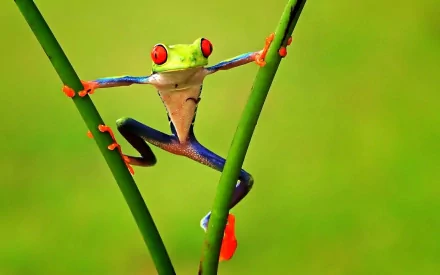 HD desktop wallpaper of a vibrant red-eyed tree frog clinging to green stems against a blurred green background, showcasing the animal's striking colors and details.