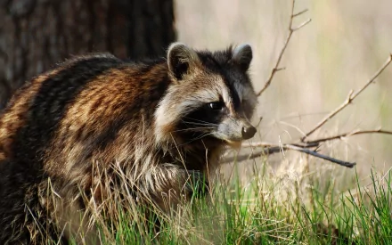 HD PC desktop wallpaper showing a raccoon in natural forest surroundings with grass and a tree trunk in soft, natural light.