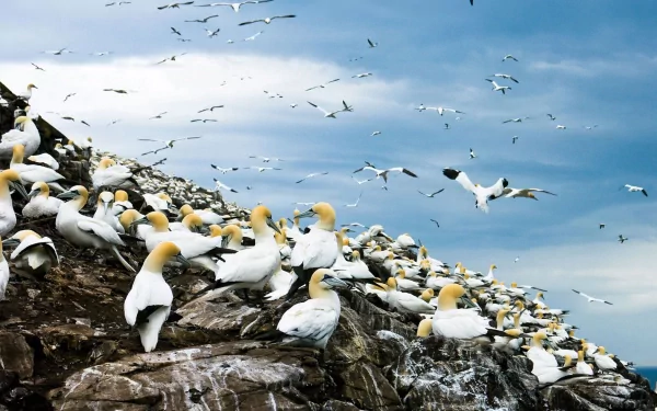 flock of birds bird Animal northern gannet HD Desktop Wallpaper | Background Image