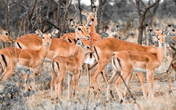 Impala Animal HD Desktop Wallpaper | Background Image
