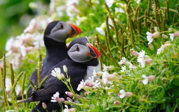Two puffins nestled among vibrant flowers, showcasing their striking features and colorful beaks, captured in stunning 4K Ultra HD detail for a captivating desktop wallpaper.