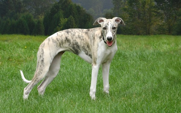 Animal Whippet Dogs HD Wallpaper | Background Image