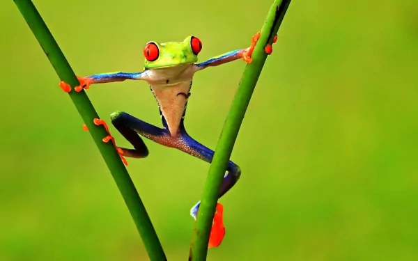 HD desktop wallpaper of a vibrant red-eyed tree frog clinging to green stems against a blurred green background, showcasing the animal's striking colors and details.