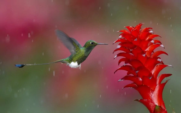 Animal hummingbird HD Desktop Wallpaper | Background Image