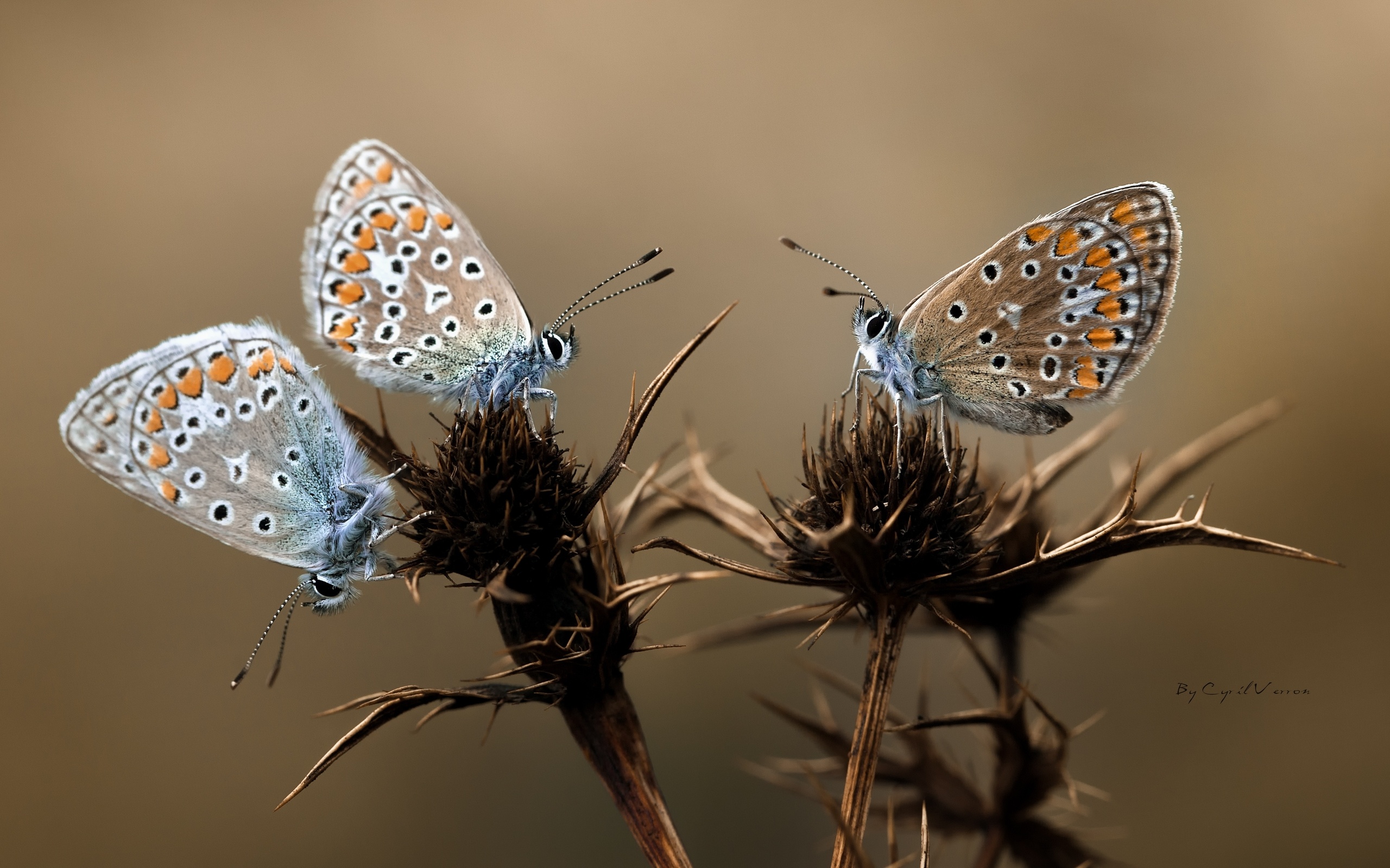 Animal Butterfly HD Wallpaper