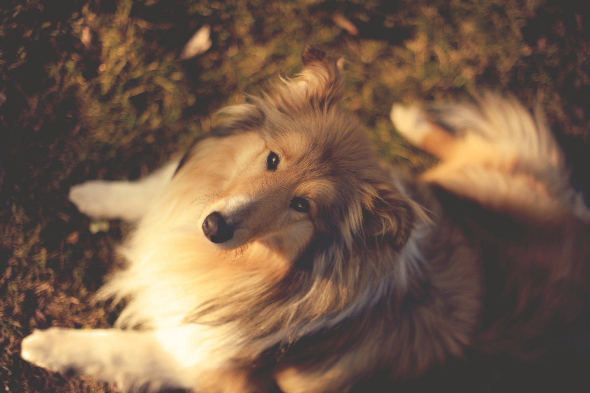 Warm-toned 2K Quad HD PC desktop wallpaper of a rough collie dog lying on grass, looking up with soft golden fur and a fluffy tail.