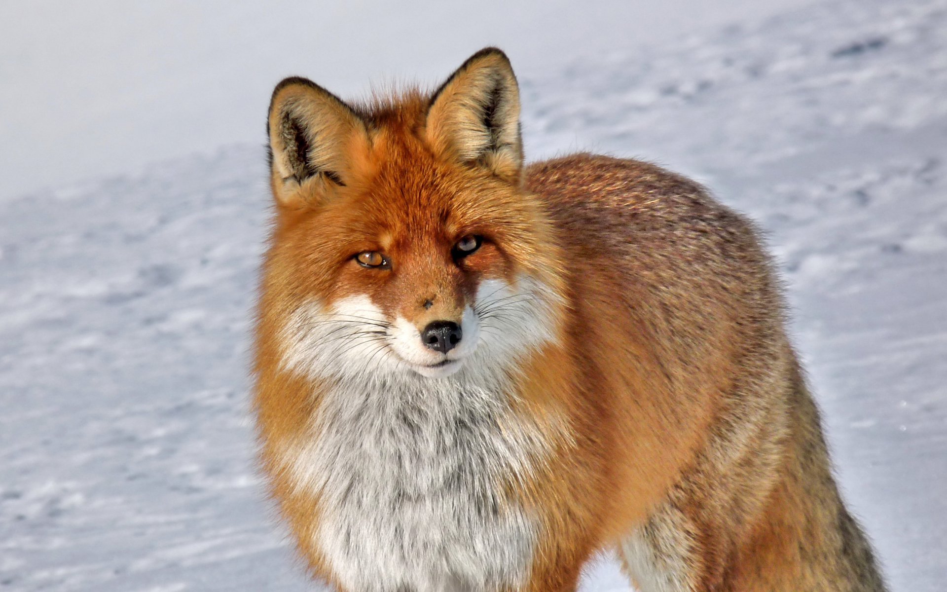 Download Animal Fox  HD Wallpaper