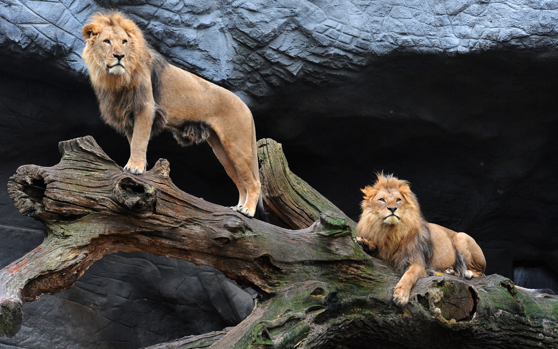 Two majestic lions rest on a weathered log, set against a rocky backdrop, creating a stunning HD desktop wallpaper and background that captures their regal presence.