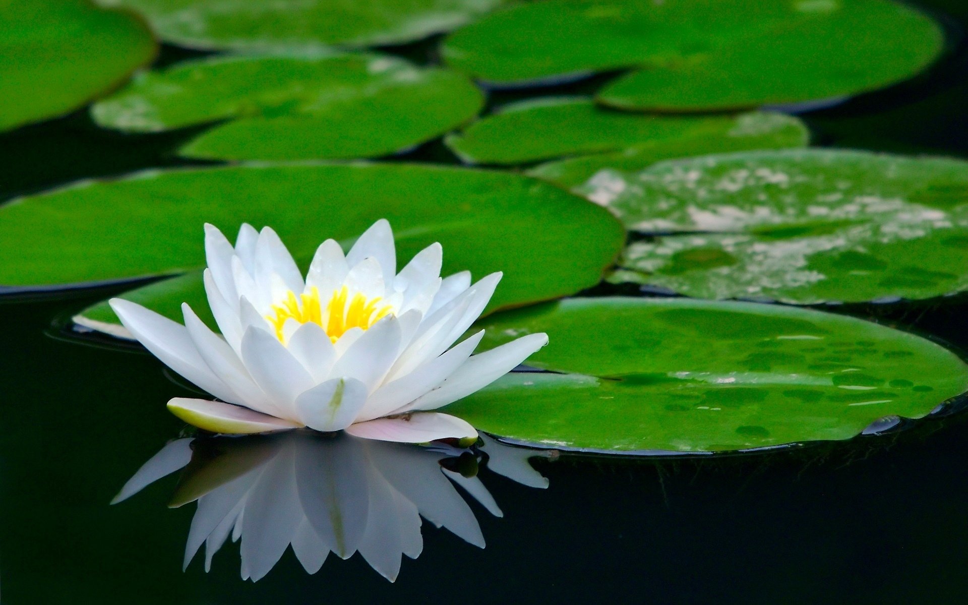 Nature Water Lily HD Wallpaper