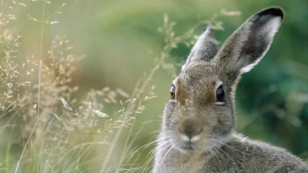 Animal hare HD Desktop Wallpaper | Background Image