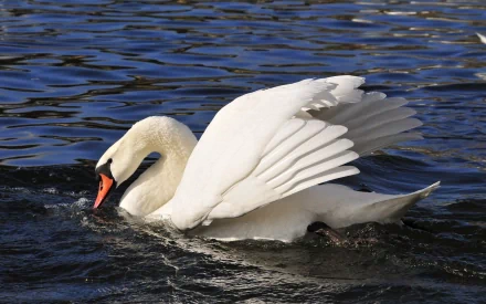 HD desktop wallpaper showing a mute swan gracefully gliding on rippling blue water, highlighting its elegant white feathers and orange beak.