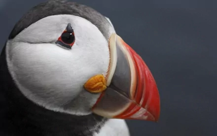 Close-up portrait of an Atlantic puffin with vivid orange beak and black-and-white plumage, HD PC desktop wallpaper and background.