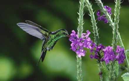 HD desktop wallpaper featuring a vibrant green hummingbird hovering and feeding from purple flowers against a blurred natural green background.