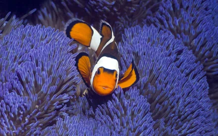 Animal clownfish HD Desktop Wallpaper | Background Image