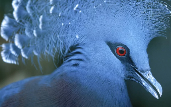  The Victoria Crowned Pigeon