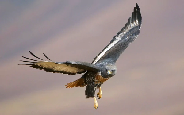 HD PC desktop wallpaper featuring a bird in mid-flight against a blurred natural background, showcasing the grace and detail of this animal in motion.