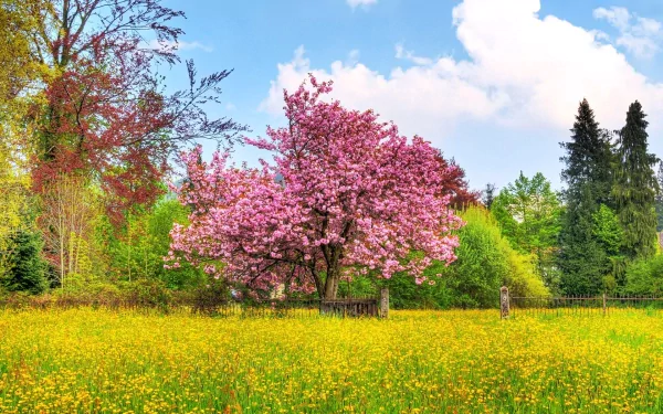 HD desktop wallpaper featuring a vibrant cherry blossom tree in full bloom amid a lush green landscape and bright yellow wildflowers under a partly cloudy sky.