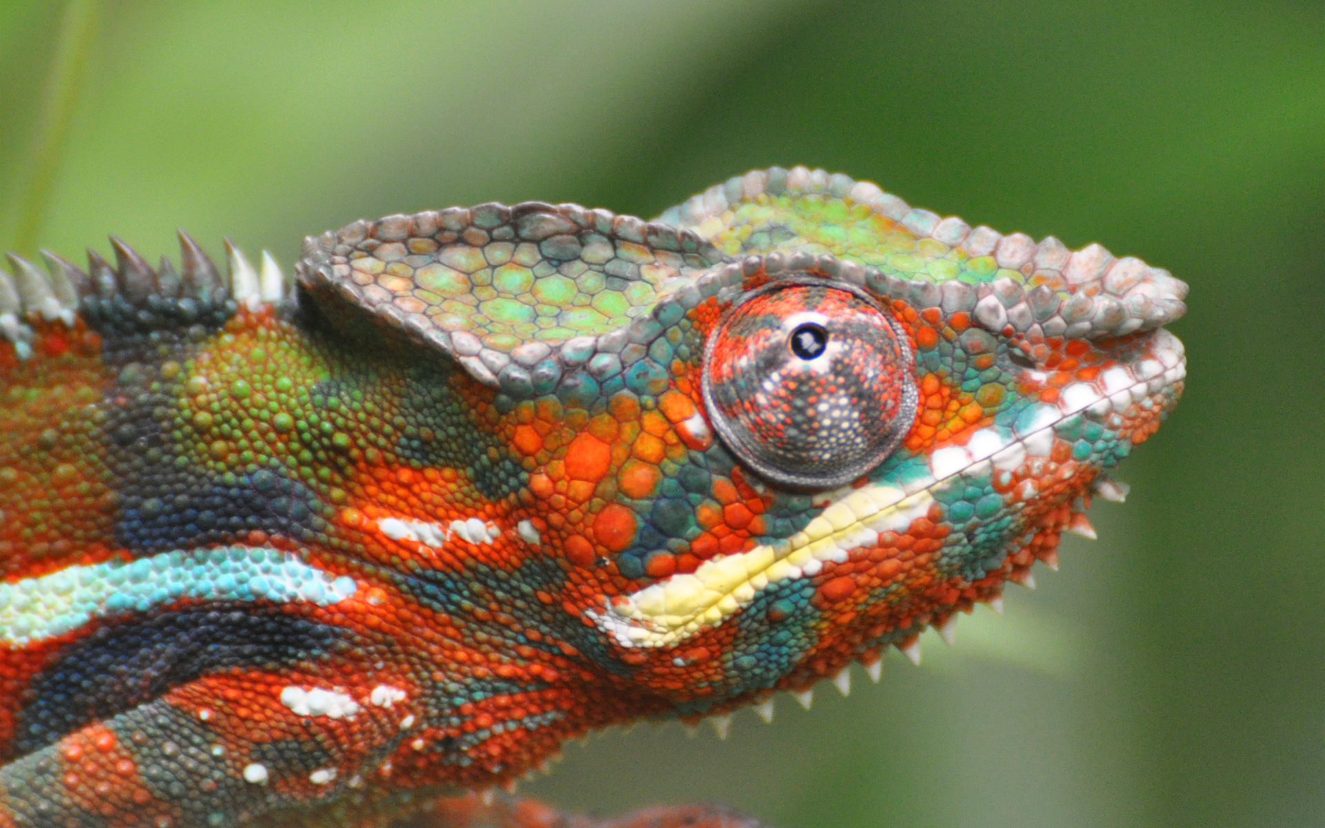 Chameleon Full HD Wallpaper and Background Image | 1920x1200 | ID:341006