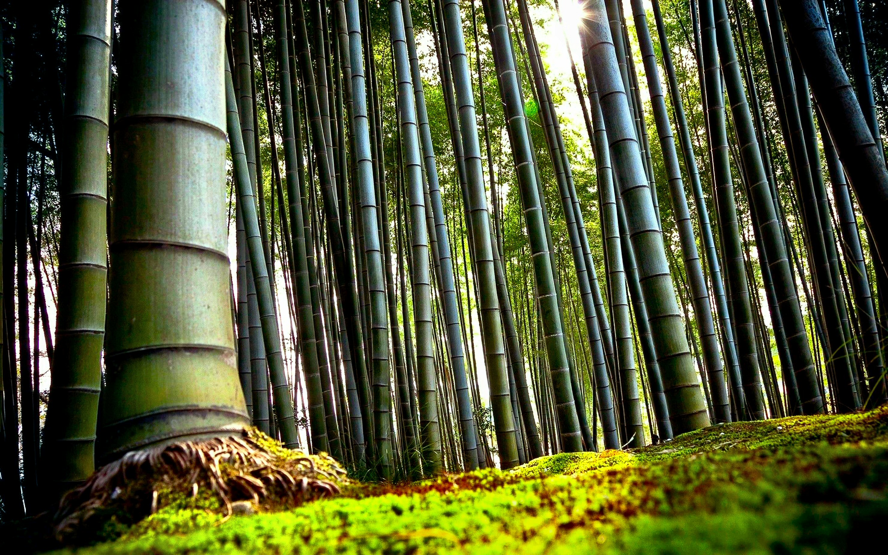 Nature Bamboo HD Wallpaper | Background Image