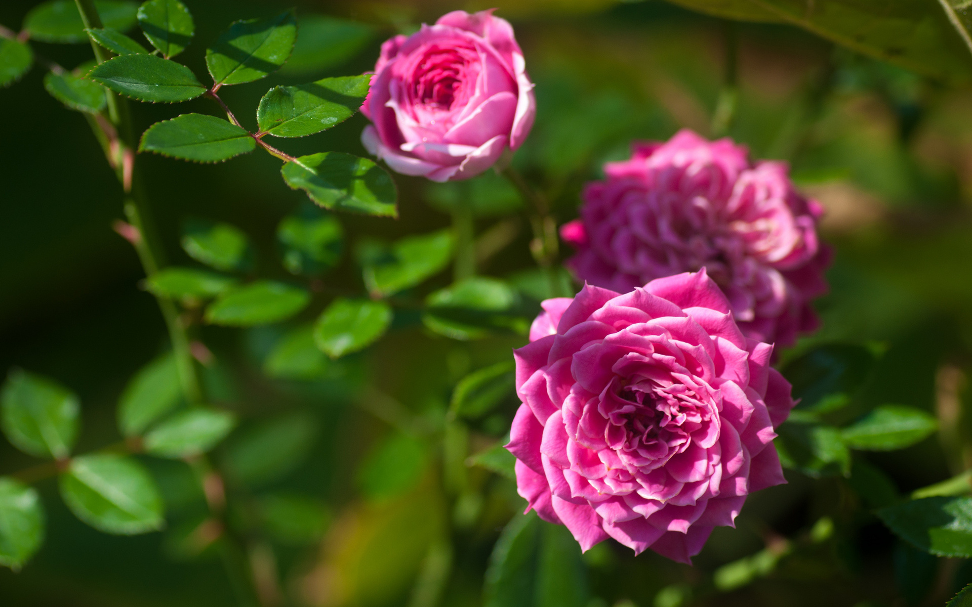 Download Flower Nature Rose HD Wallpaper