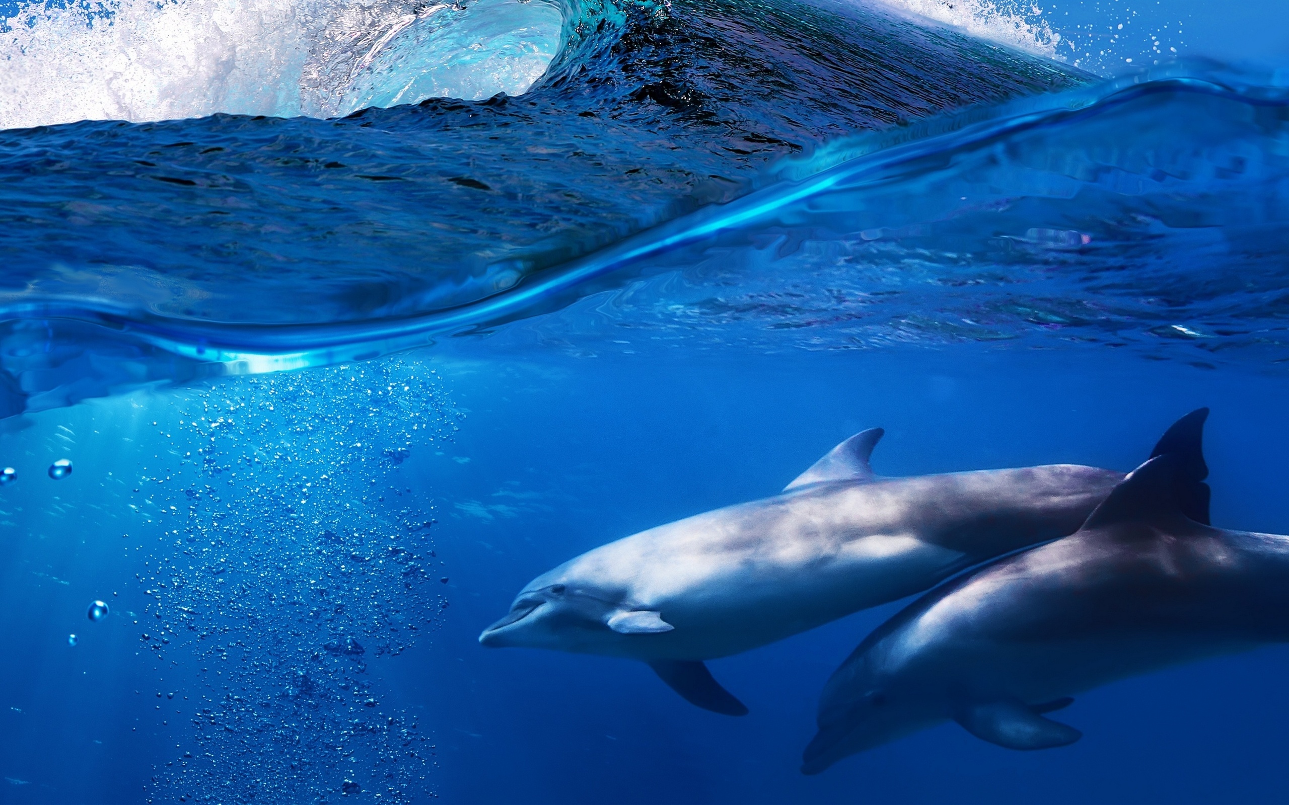 Dolphin HD Wallpaper | Background Image | 2560x1600