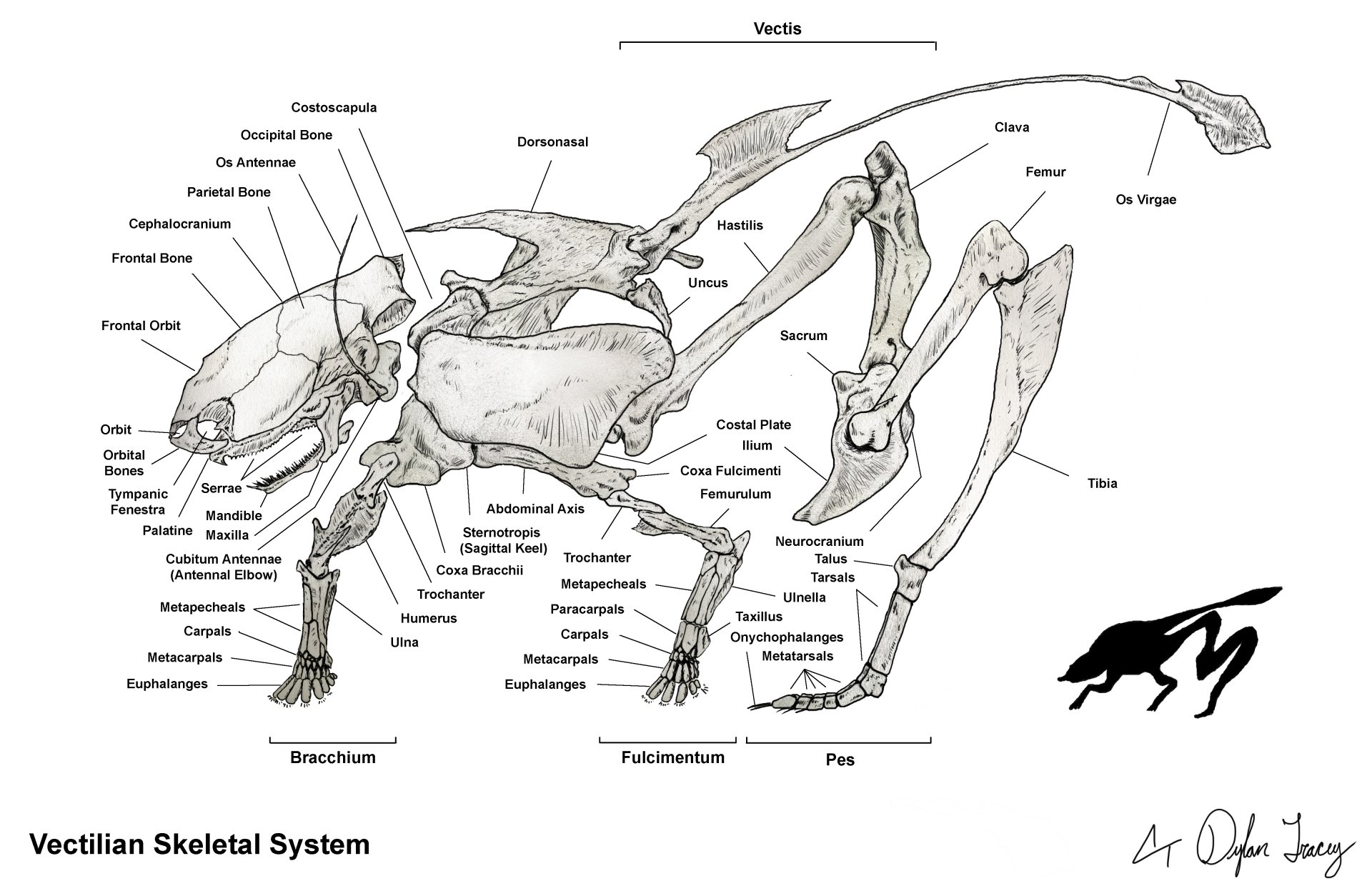 Download Dark Skeleton 4k Ultra HD Wallpaper
