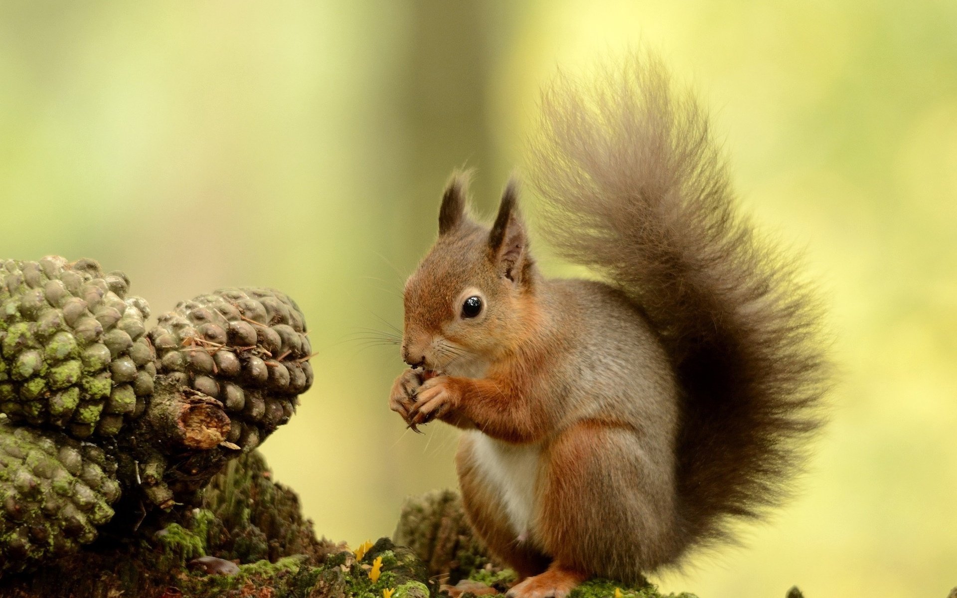 Animal Squirrel HD Wallpaper