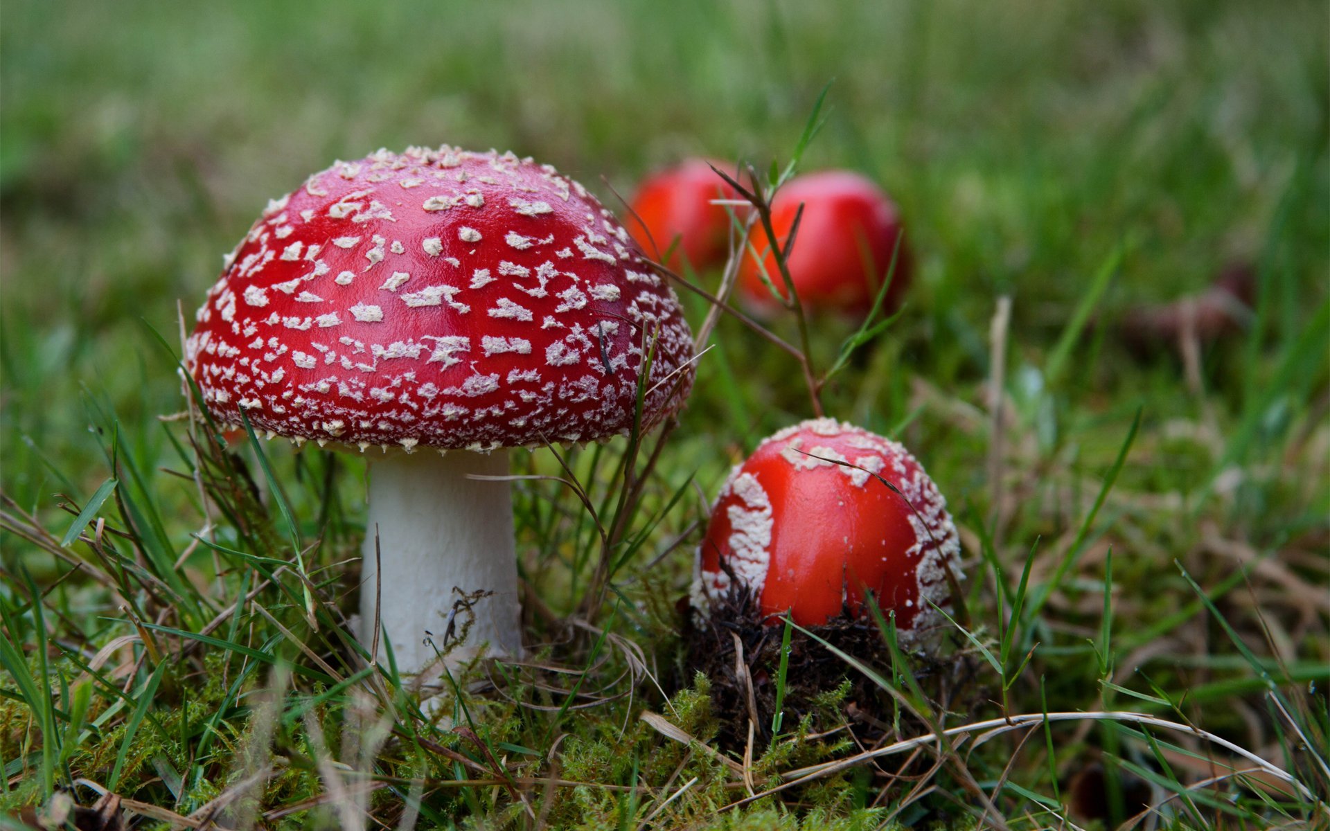 Download Nature Mushroom HD Wallpaper