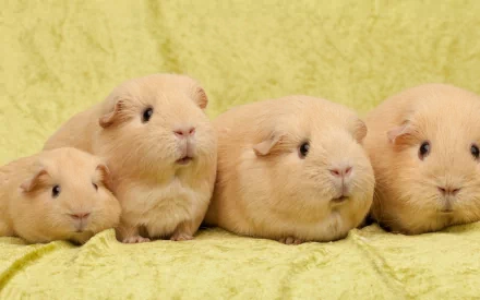 HD PC desktop wallpaper featuring four light brown guinea pigs lined up against a soft yellow-green textured background.