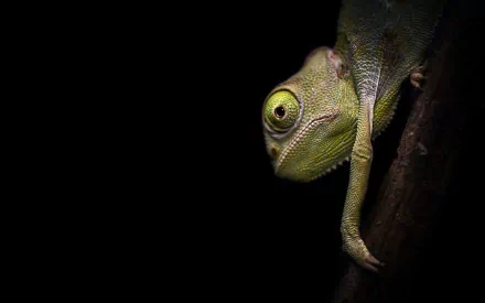 HD PC desktop wallpaper and background: close-up of a green chameleon (animal) gripping a branch, its illuminated eye emerging from a deep black backdrop.