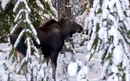 HD PC desktop wallpaper background: animal moose standing among snow-covered evergreen trees in a quiet winter forest.