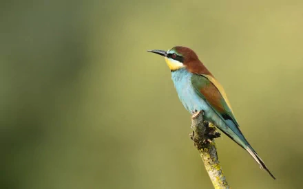 A vibrant bee-eater perched on a branch, showcasing its colorful plumage against a softly blurred background. This image serves as a striking HD desktop wallpaper.