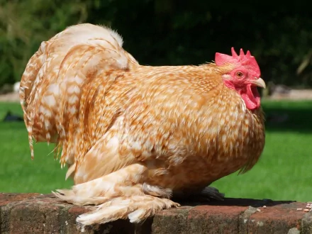 HD PC desktop wallpaper featuring a close-up of a golden-brown rooster standing outdoors against a blurred green background.