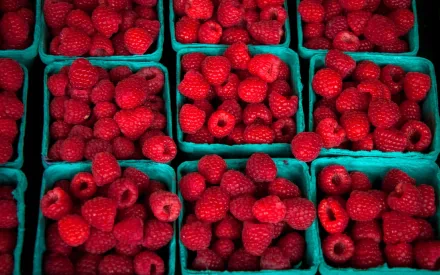 HD PC desktop wallpaper background of bright red raspberries packed in teal baskets, close-up food texture and vivid color.