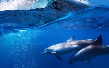 HD desktop wallpaper featuring two dolphins swimming gracefully underwater beneath a breaking wave, showcasing vivid blue ocean tones and dynamic marine life.