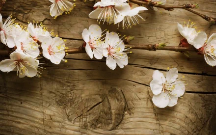 HD PC desktop wallpaper featuring delicate white blossoms on branches against a rustic wooden background, showcasing the beauty of nature in full bloom.