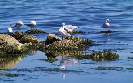 HD desktop wallpaper featuring seagulls perched on rocky outcrops above calm blue water, showcasing a serene coastal animal scene.