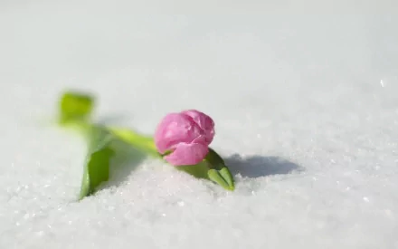 HD desktop wallpaper featuring a delicate pink tulip bud resting on a soft white snowy surface, showcasing nature's contrast and beauty.