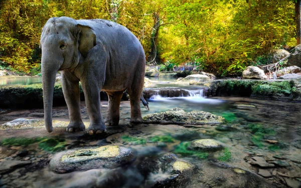 HD PC desktop wallpaper background of an Asian elephant standing in a clear forest stream with small cascades, surrounded by mossy rocks and golden-green trees.