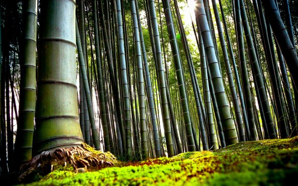 Earth Bamboo Tree Nature Forest HD Wallpaper | Background Image