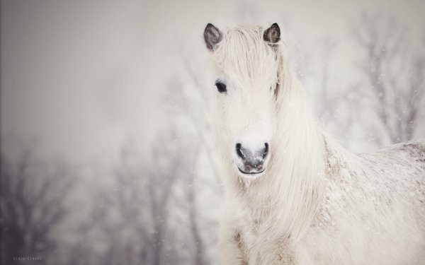 Animal Horse HD Wallpaper | Background Image
